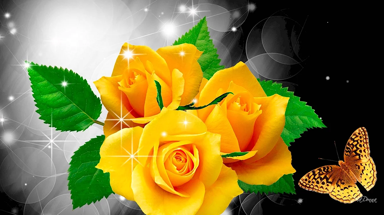 Желтые розы. Красивая картинка