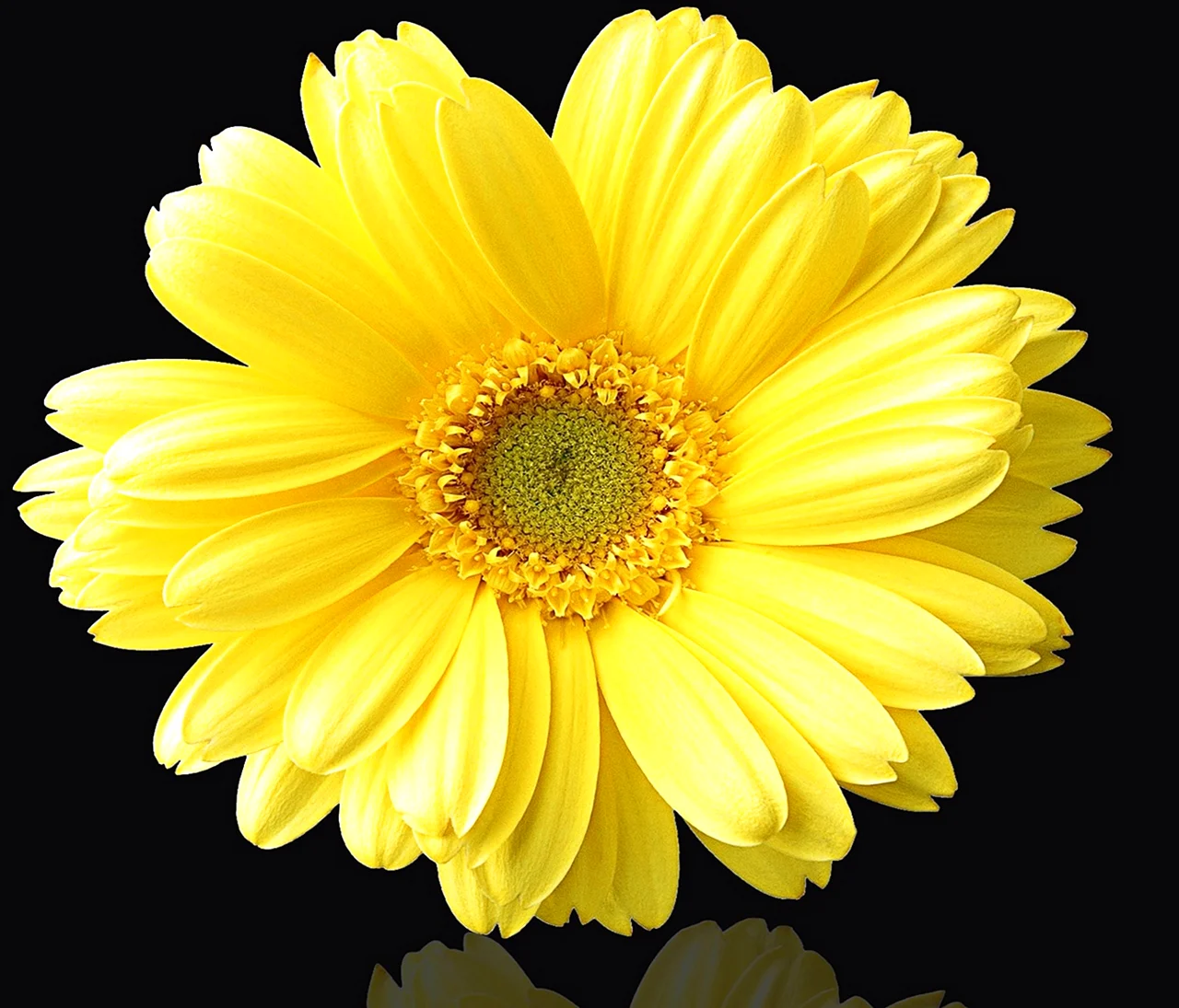 Желтые цветочки. Красивая картинка