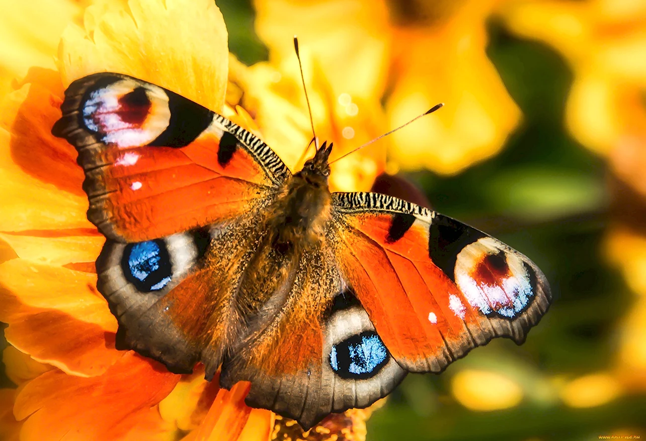 Желтый павлиний глаз бабочки