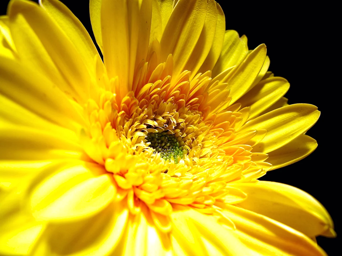 Жёлтый цветок. Красивая картинка