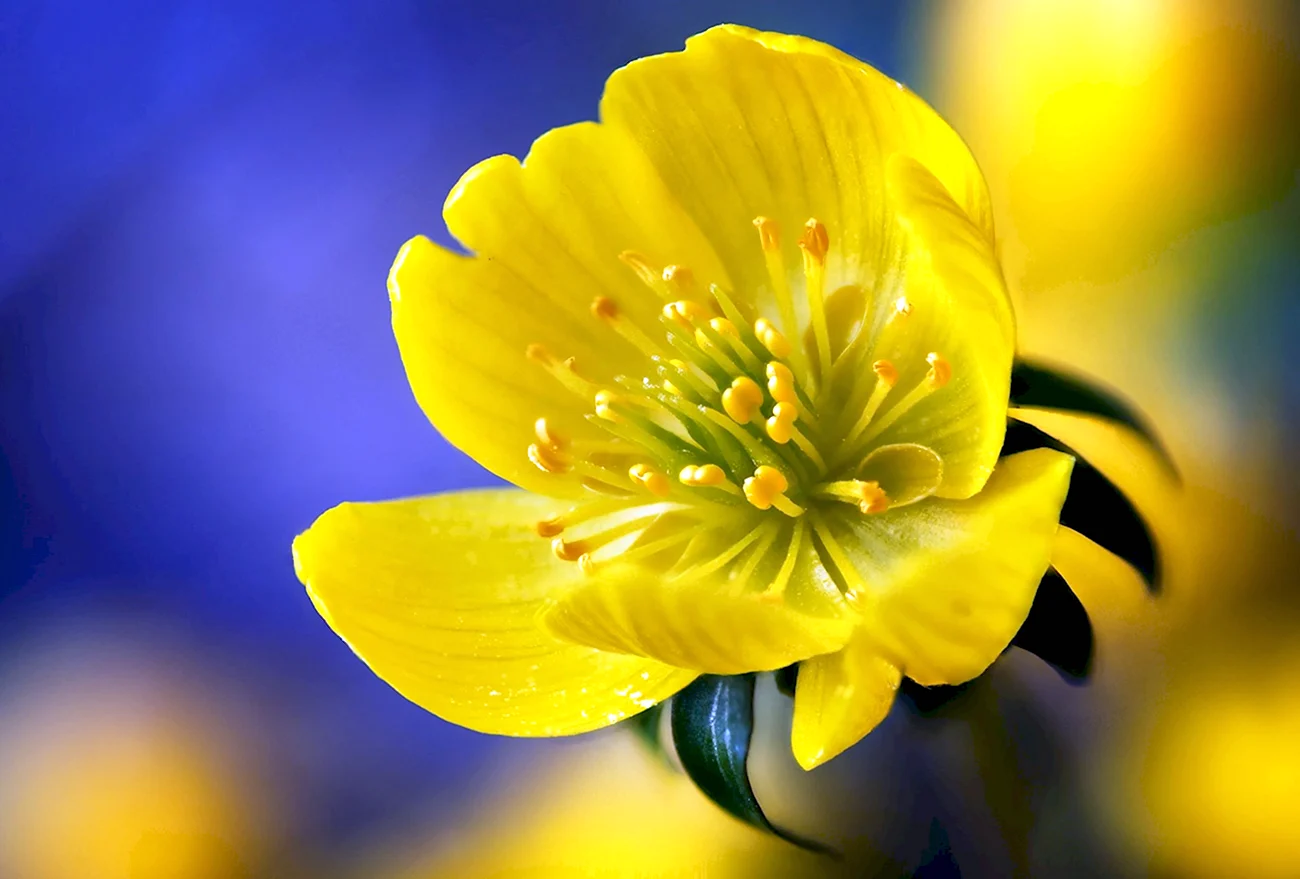 Жёлтый цветок. Красивая картинка