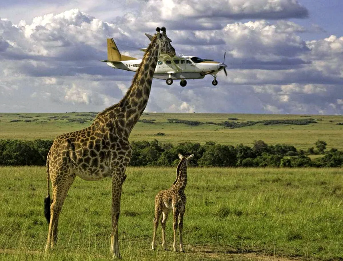 Жираф большой ему видней. Красивое животное