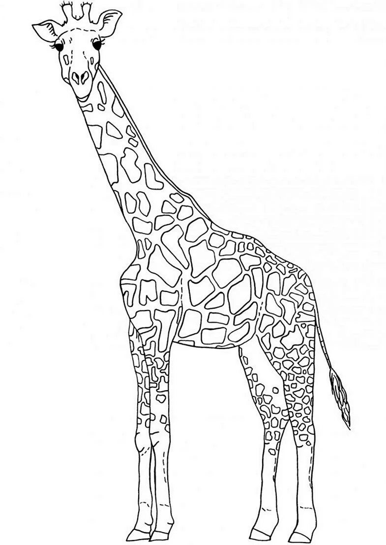Жираф рисунок. Для срисовки