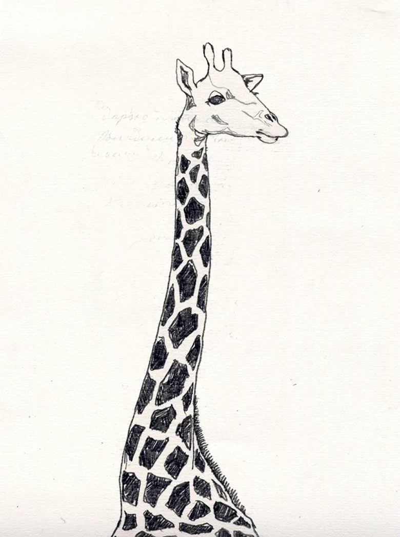 Жираф рисунок. Для срисовки