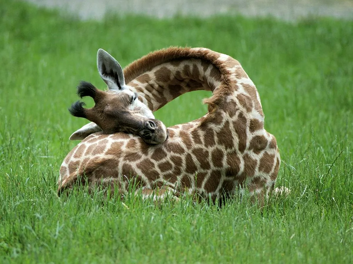 Жираф спит. Красивое животное