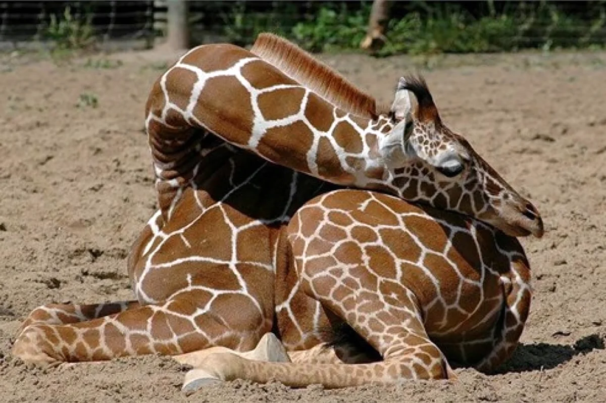 Жираф спит. Красивое животное