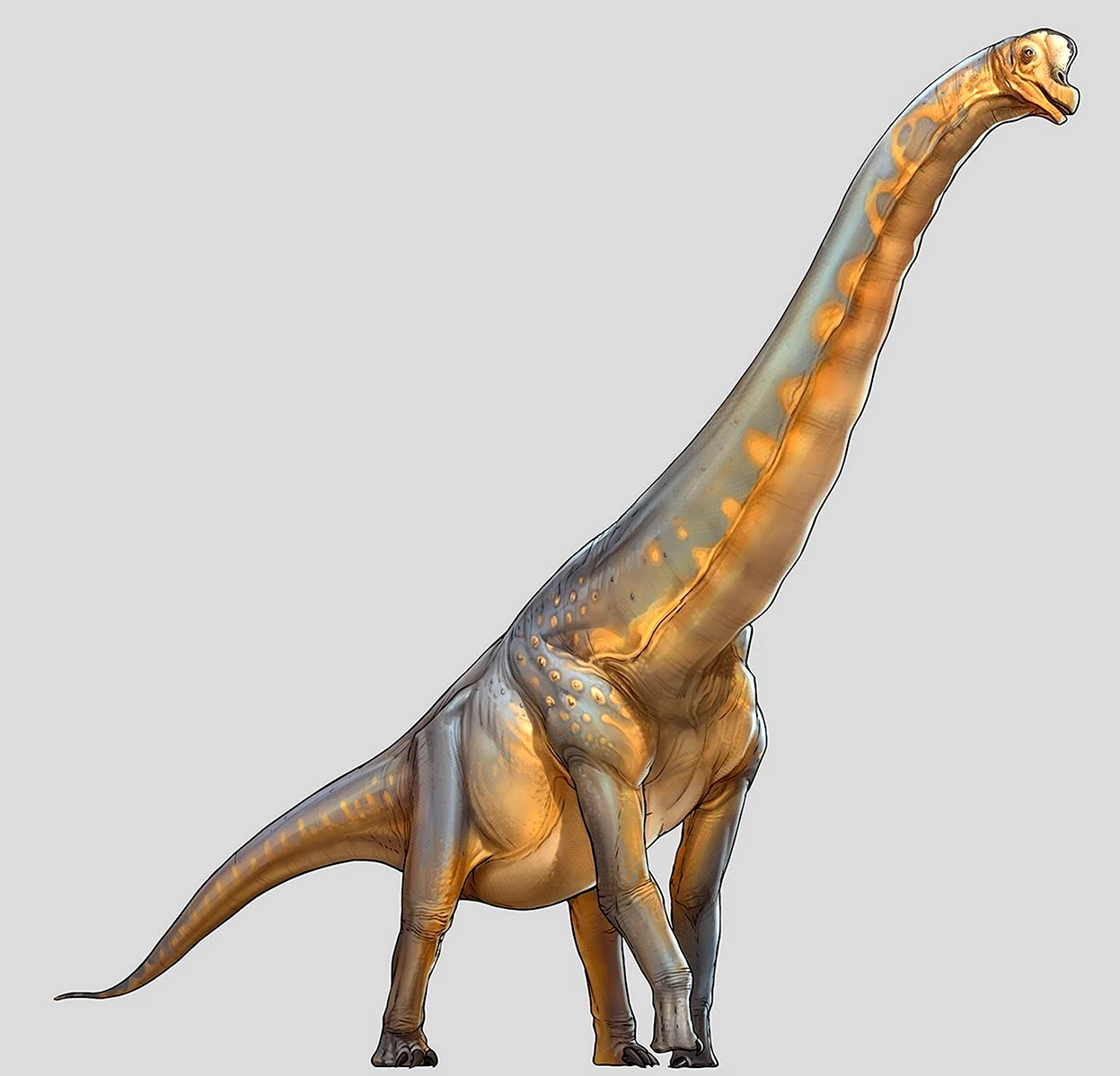 Жираффатитан и Брахиозавр. Картинка