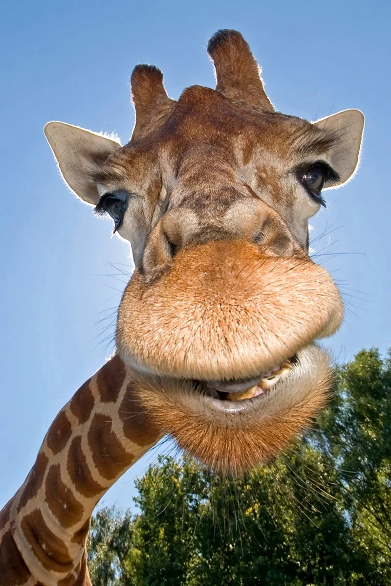 Жирафик Акакин. Красивое животное