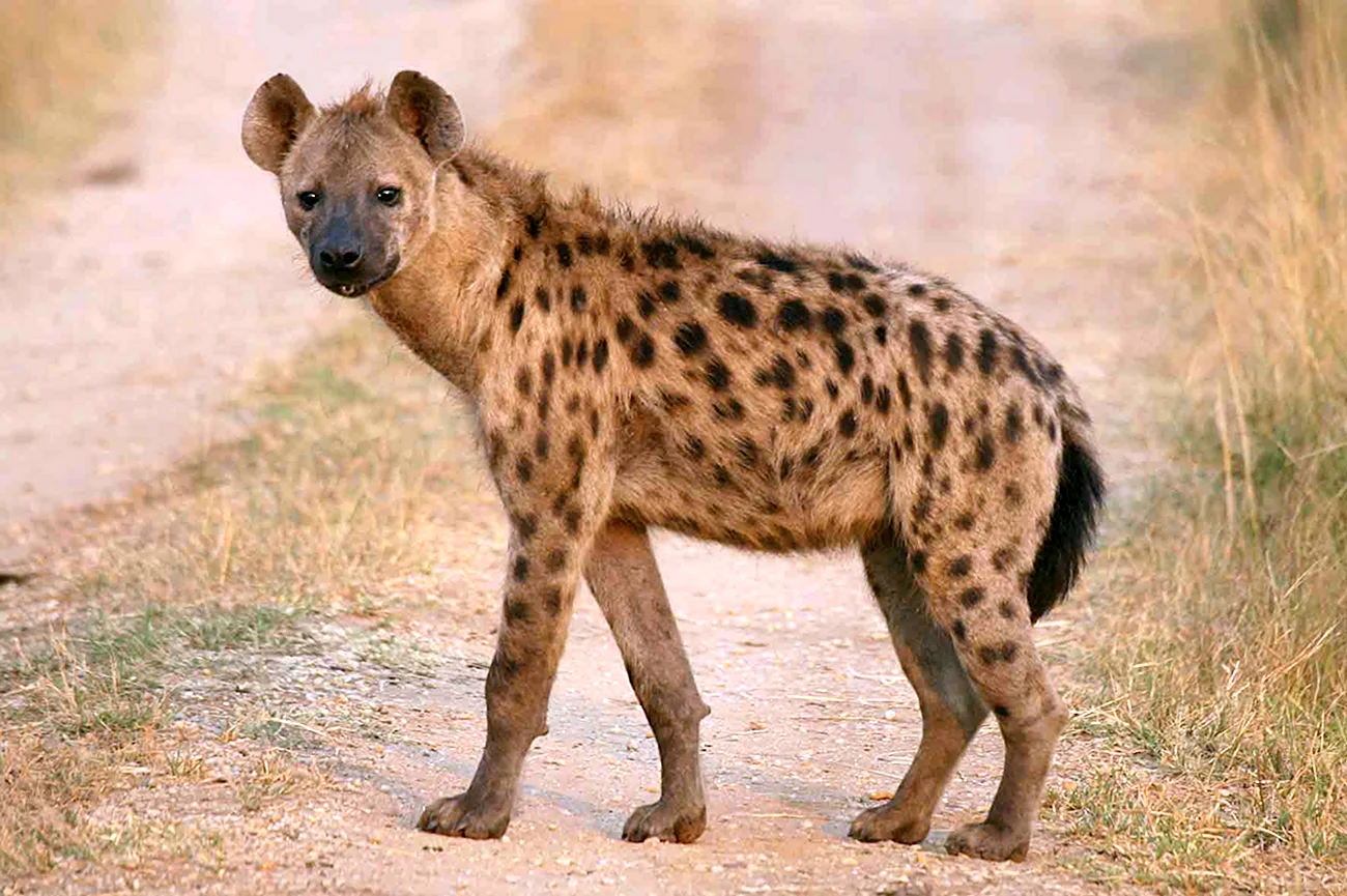 Животные Африки гиена. Картинка