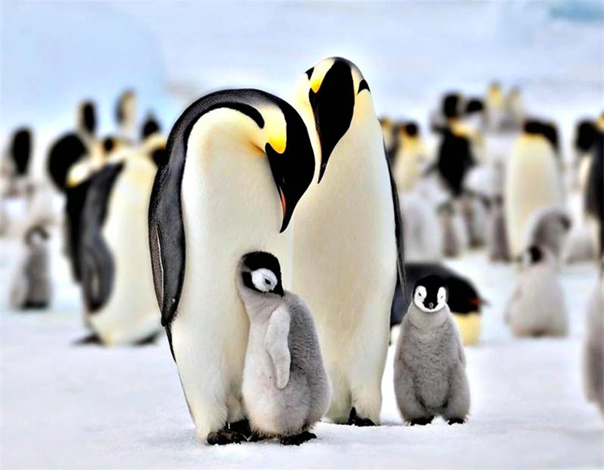 Животные Антарктиды Императорский Пингвин. Картинка