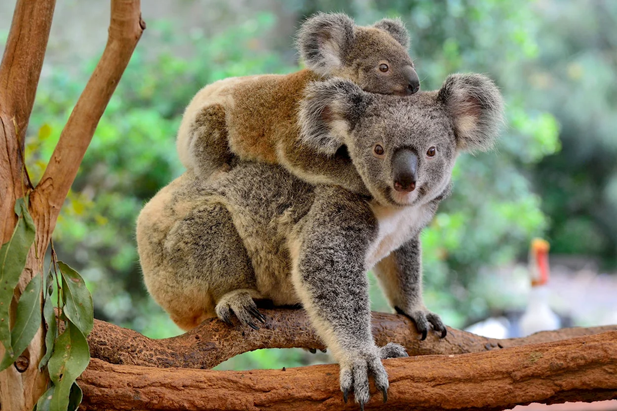 Животные Австралии коала. Красивое животное