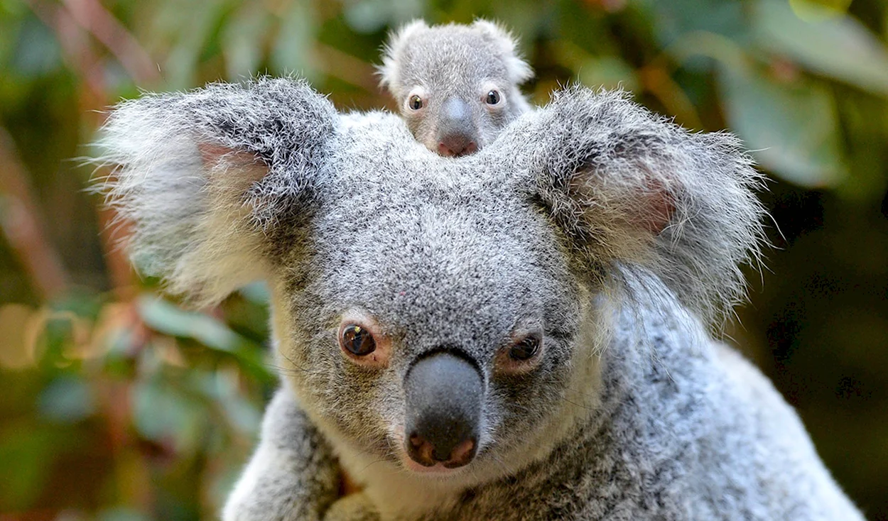 Животные Австралии коала. Красивое животное