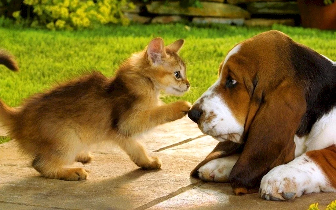 Животные кошки и собаки. Красивые картинки животных