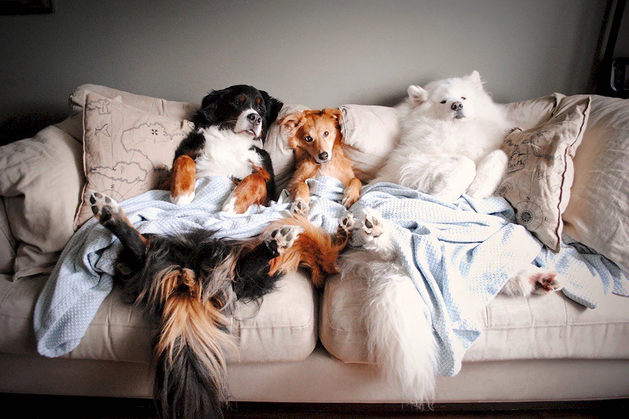 Животные на диване. Красивое животное