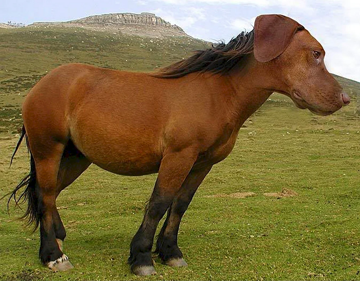 Животные похожие на лошадь. Красивое животное