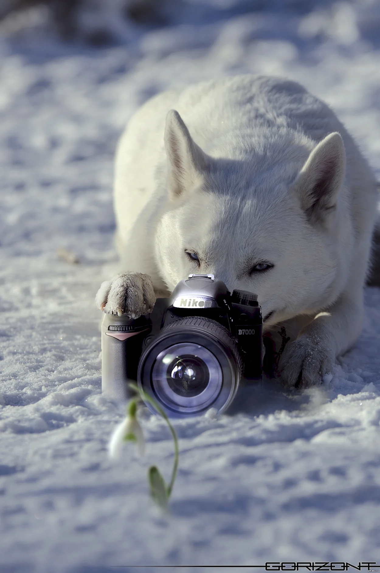 Животные с фотоаппаратом. Красивое животное