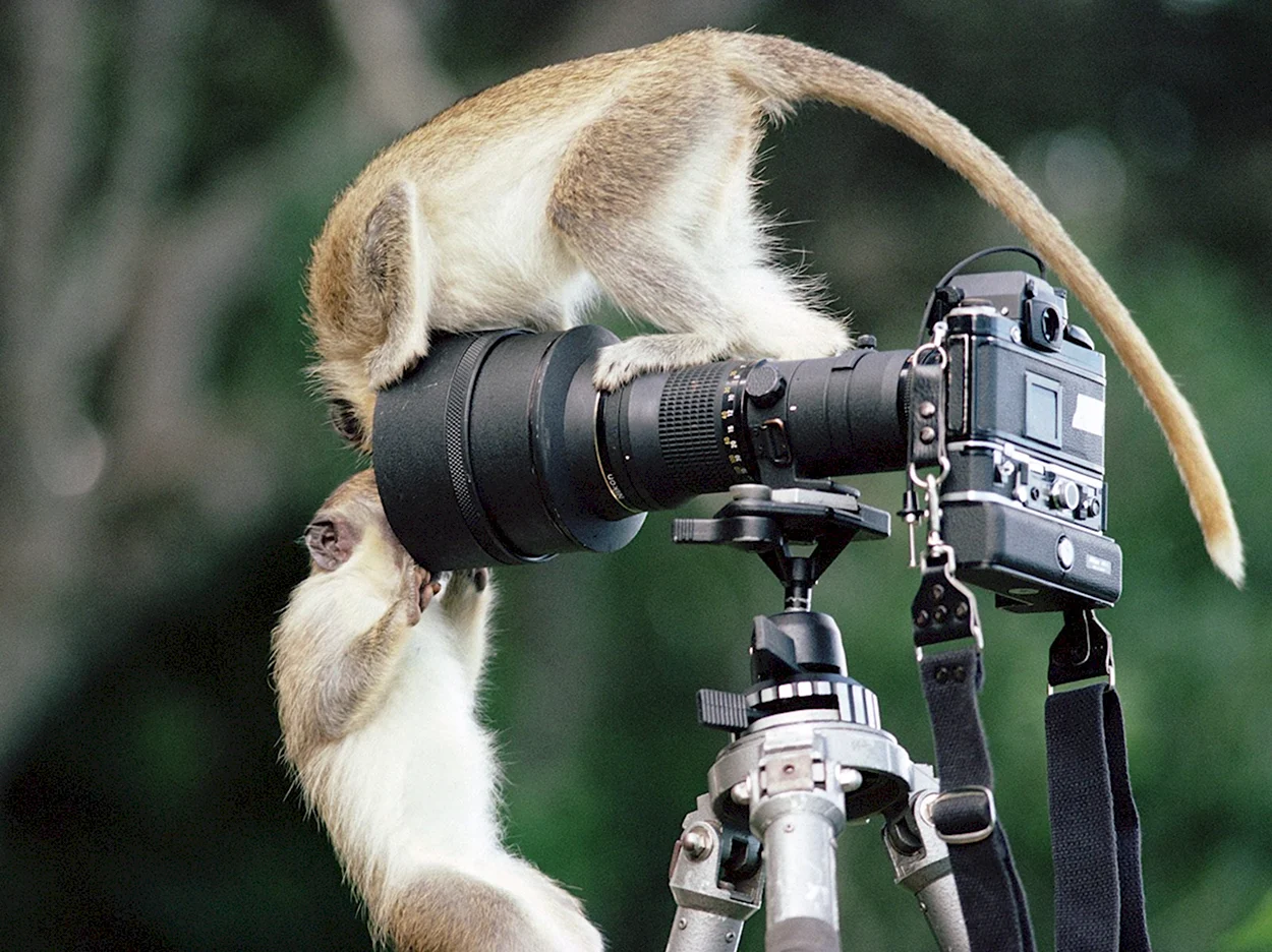 Животные с фотокамерой. Красивое животное