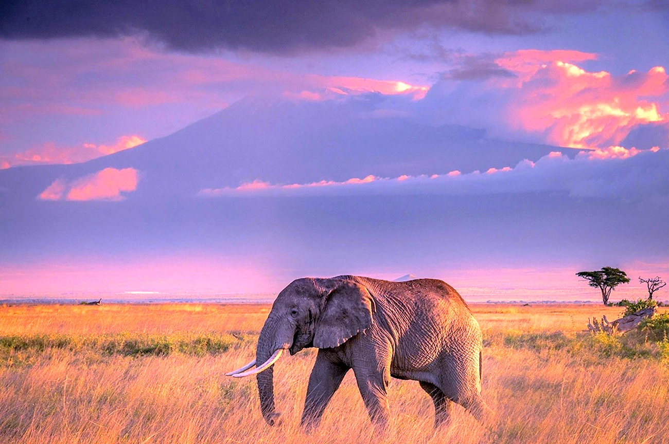Животные саванны Африки слон. Картинка
