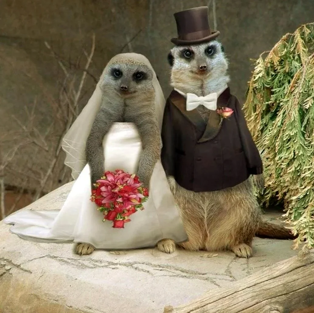 Животные в свадебных нарядах. Картинка