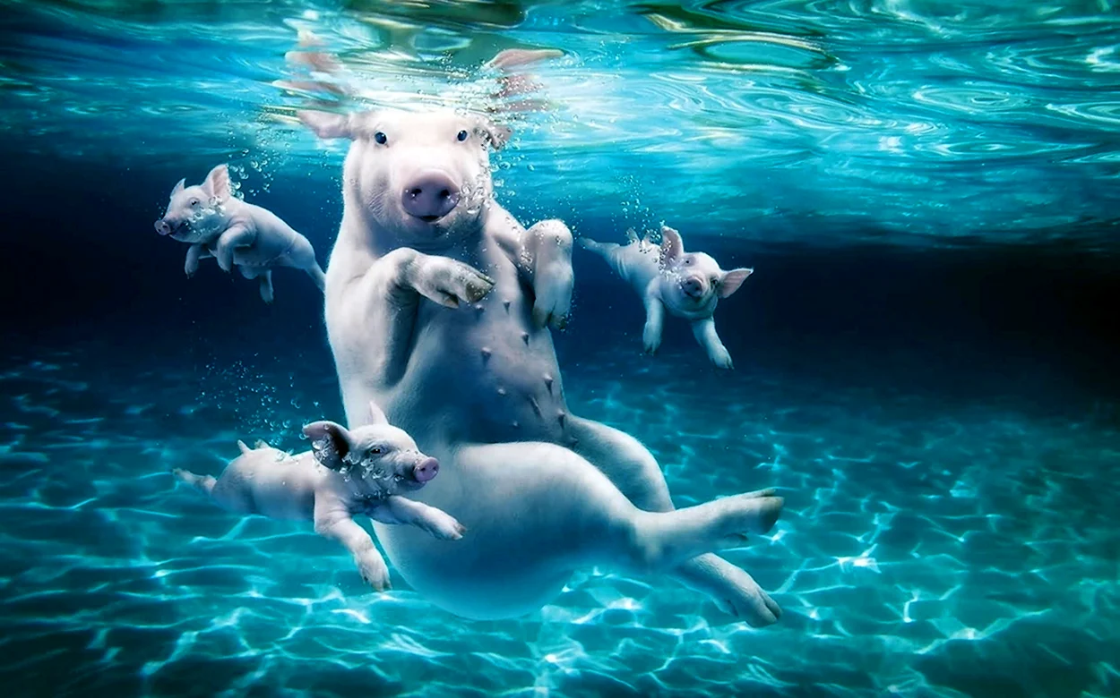 Животные в воде. Красивое животное