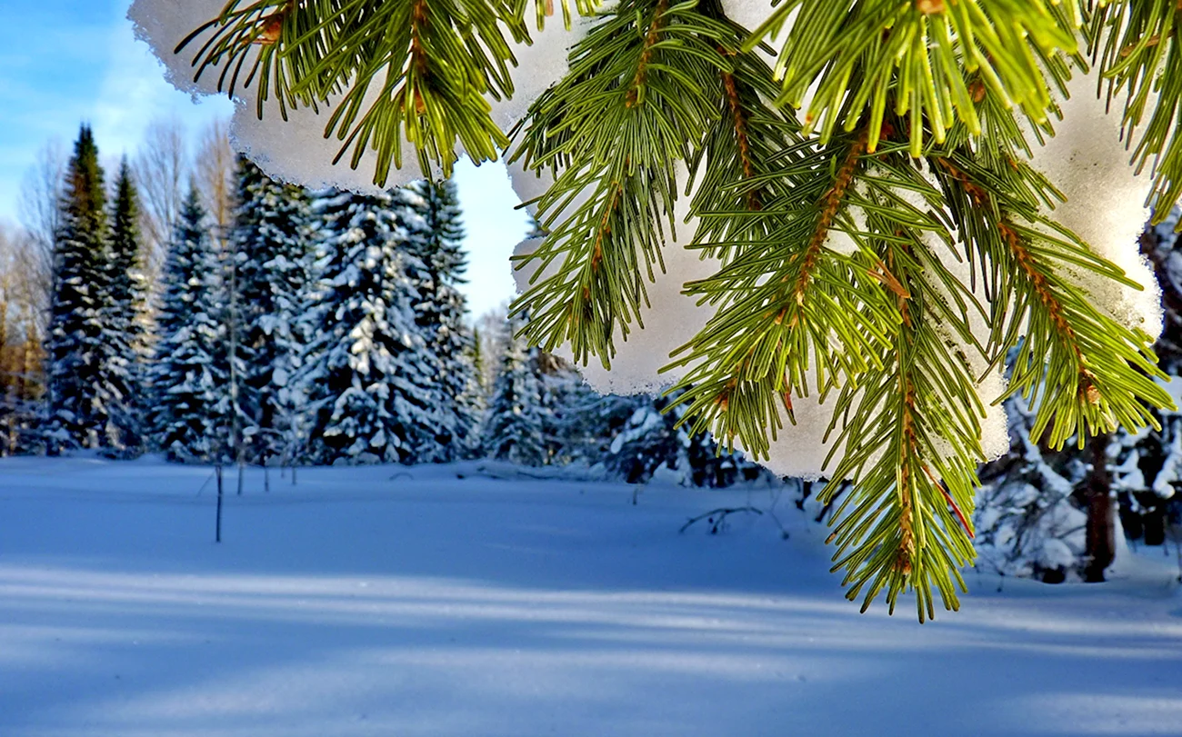 Зимняя елка. Красивая картинка