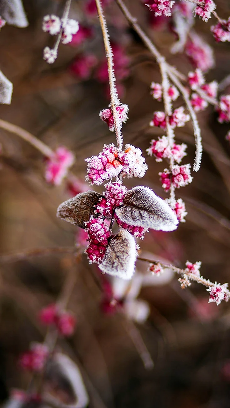 Зимние цветы. Красивая картинка