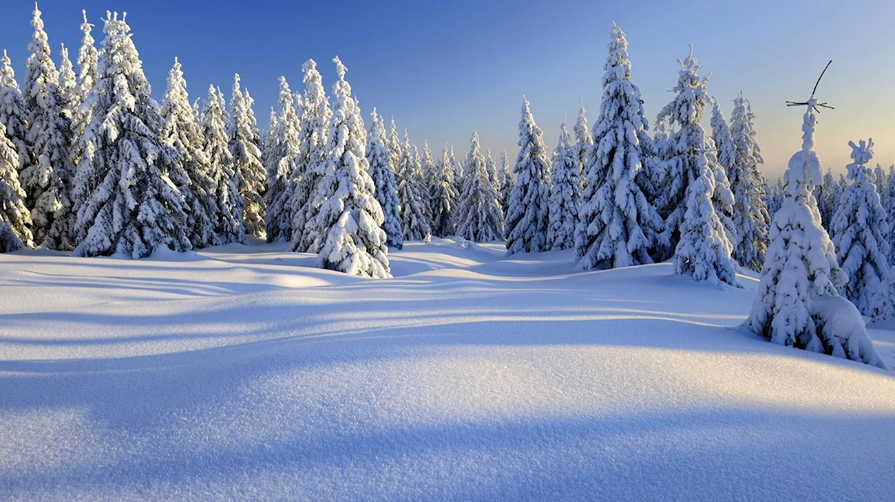 Зимний лес. Красивая картинка