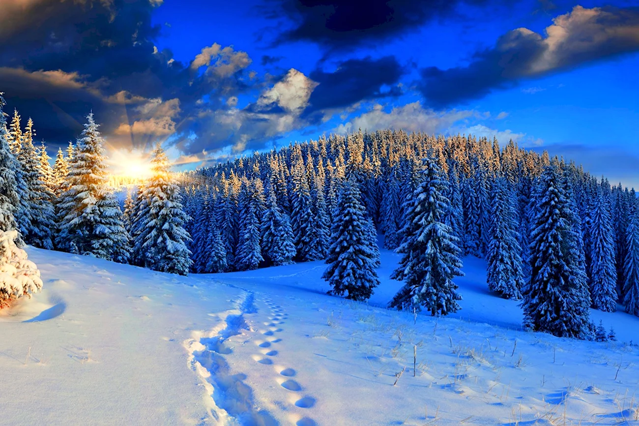 Зимний лес. Красивая картинка