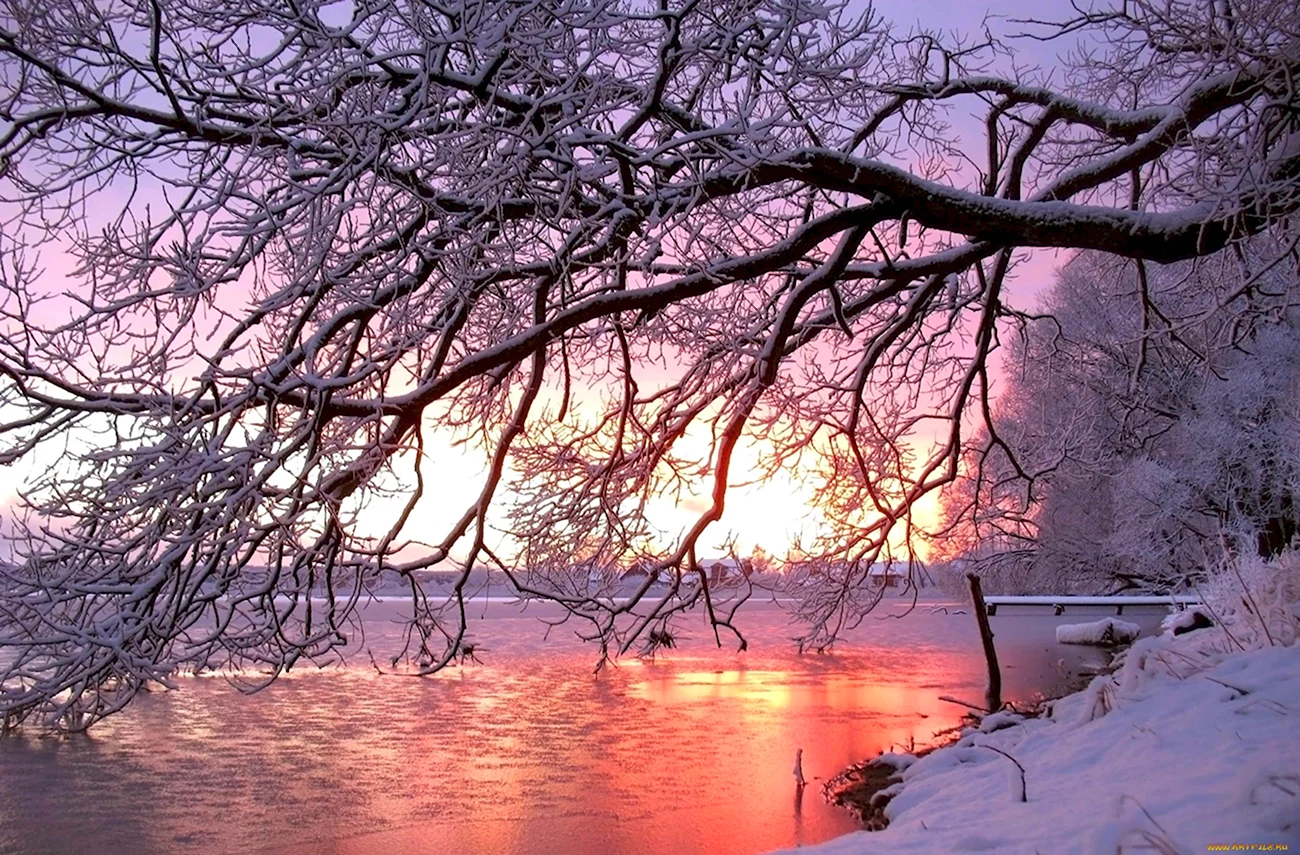 Зимний розовый рассвет. Красивая картинка