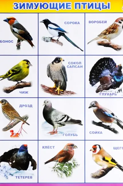 Зимующие птицы средней полосы России и названия. Картинка
