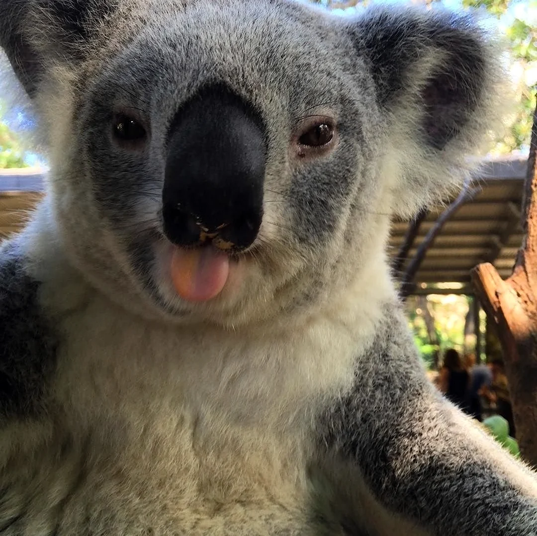 Злая коала. Красивое животное