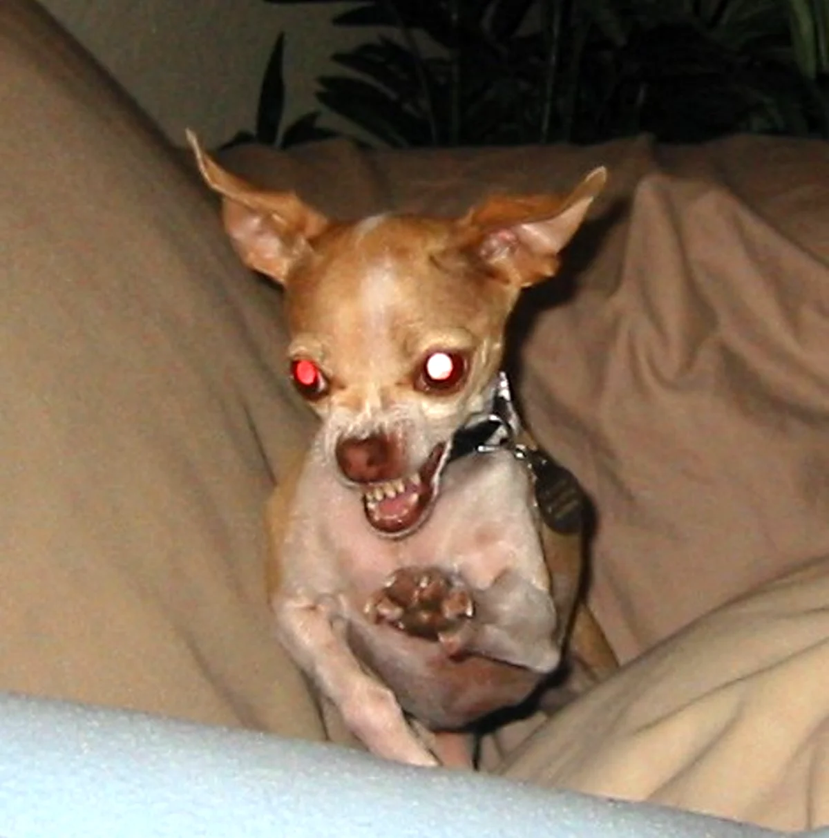 Злая собачка чихуахуа. Красивое животное