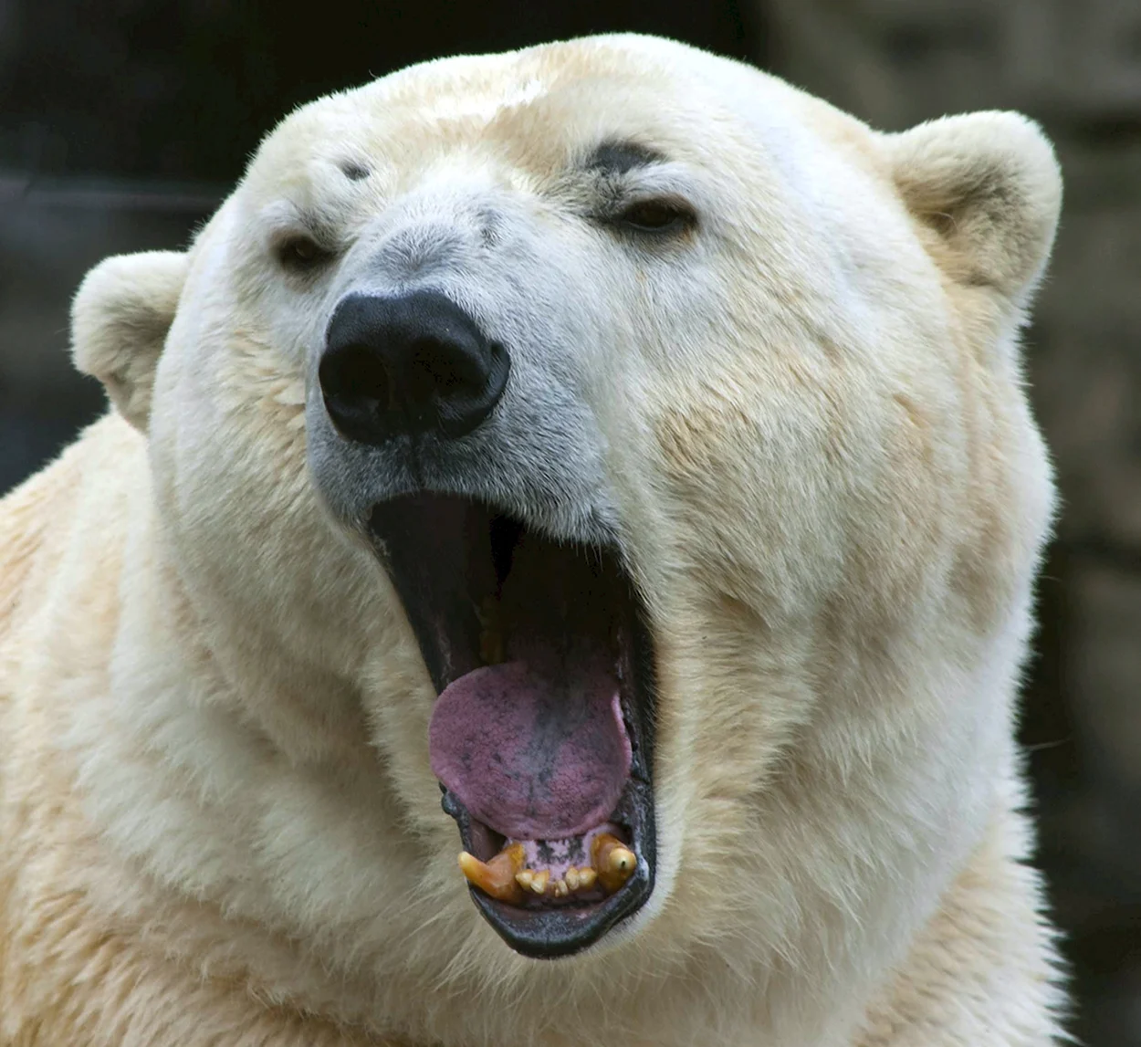 Злой белый медведь. Красивое животное