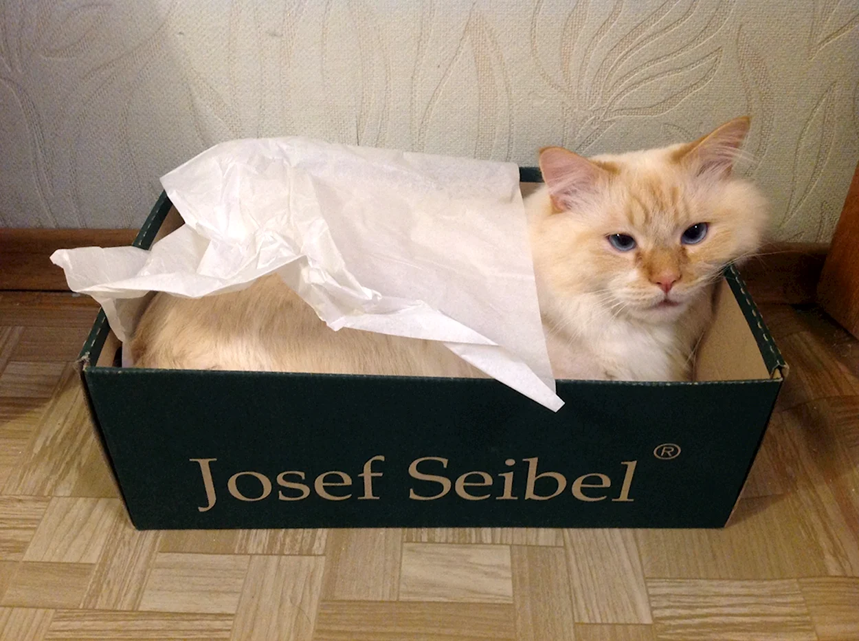 Злой кот в коробке. Красивое животное