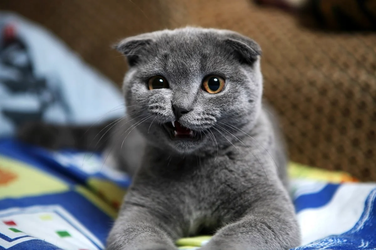 Злой шотландский кот вислоухий. Красивое животное