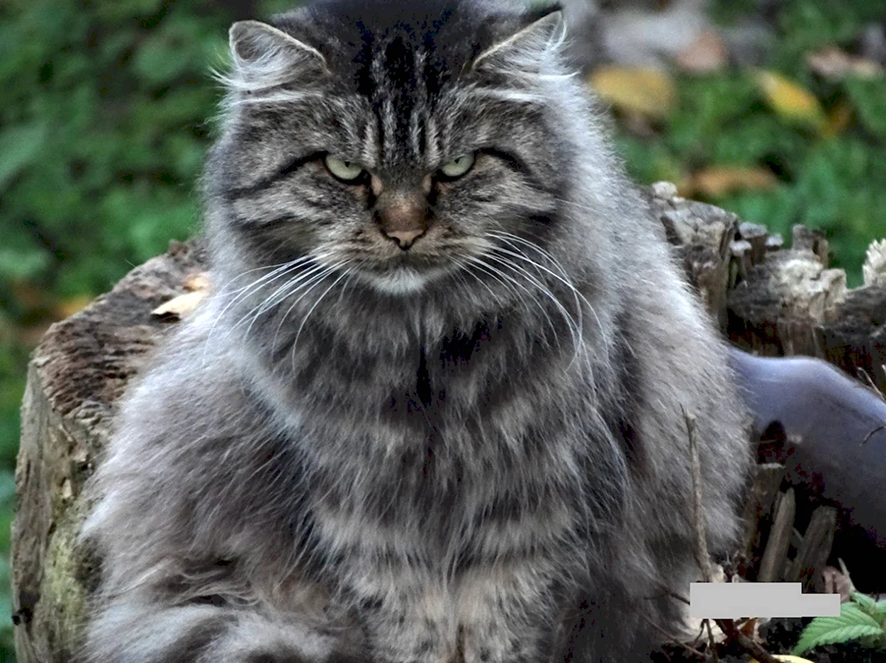 Злой Сибирский кот. Красивое животное
