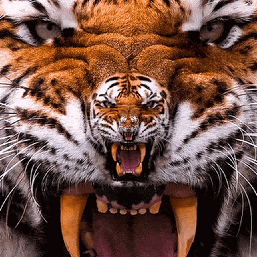 Злой тигр. Красивое животное