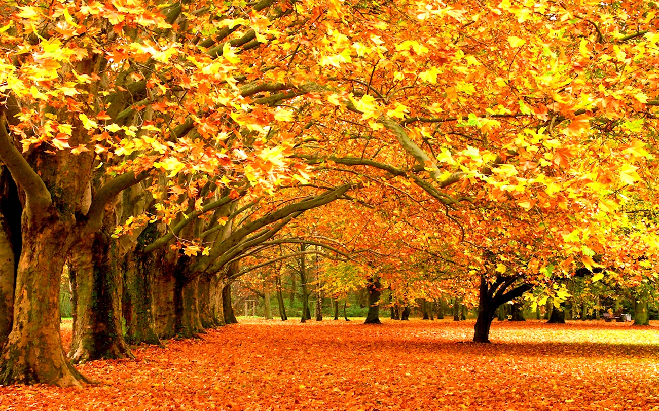 Золотая осень. Красивая картинка