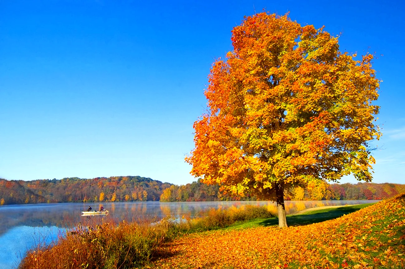 Золотая осень клен лес озеро. Картинка