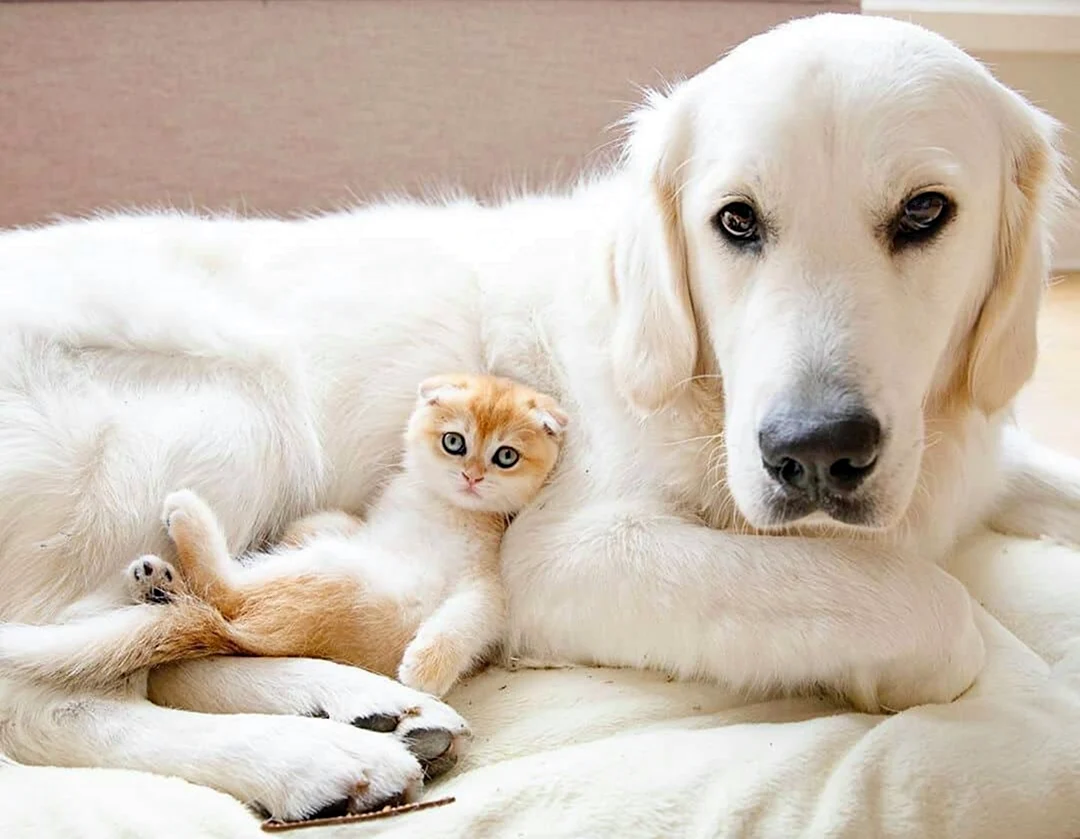 Золотистый ретривер и кот. Красивые картинки животных