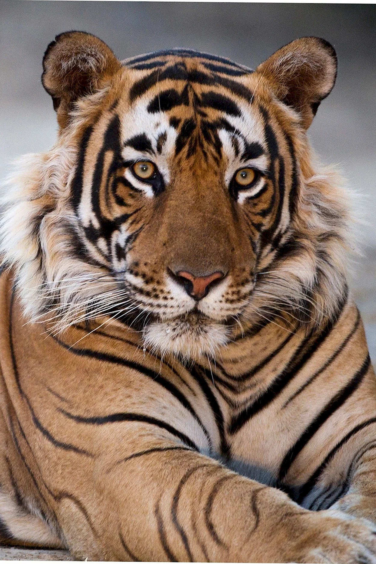 Золотой бенгальский Тиг. Красивое животное
