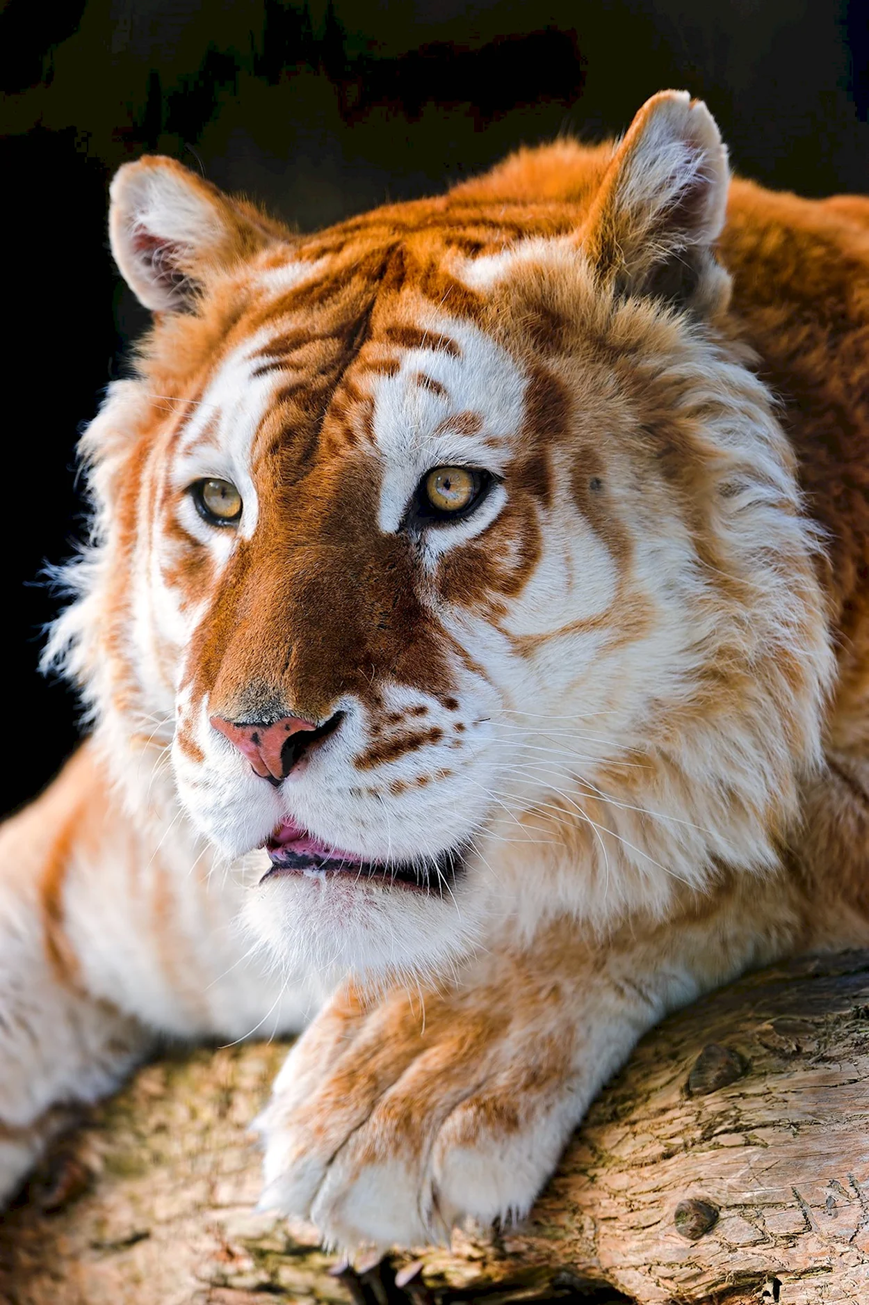 Золотой бенгальский тигр. Красивое животное