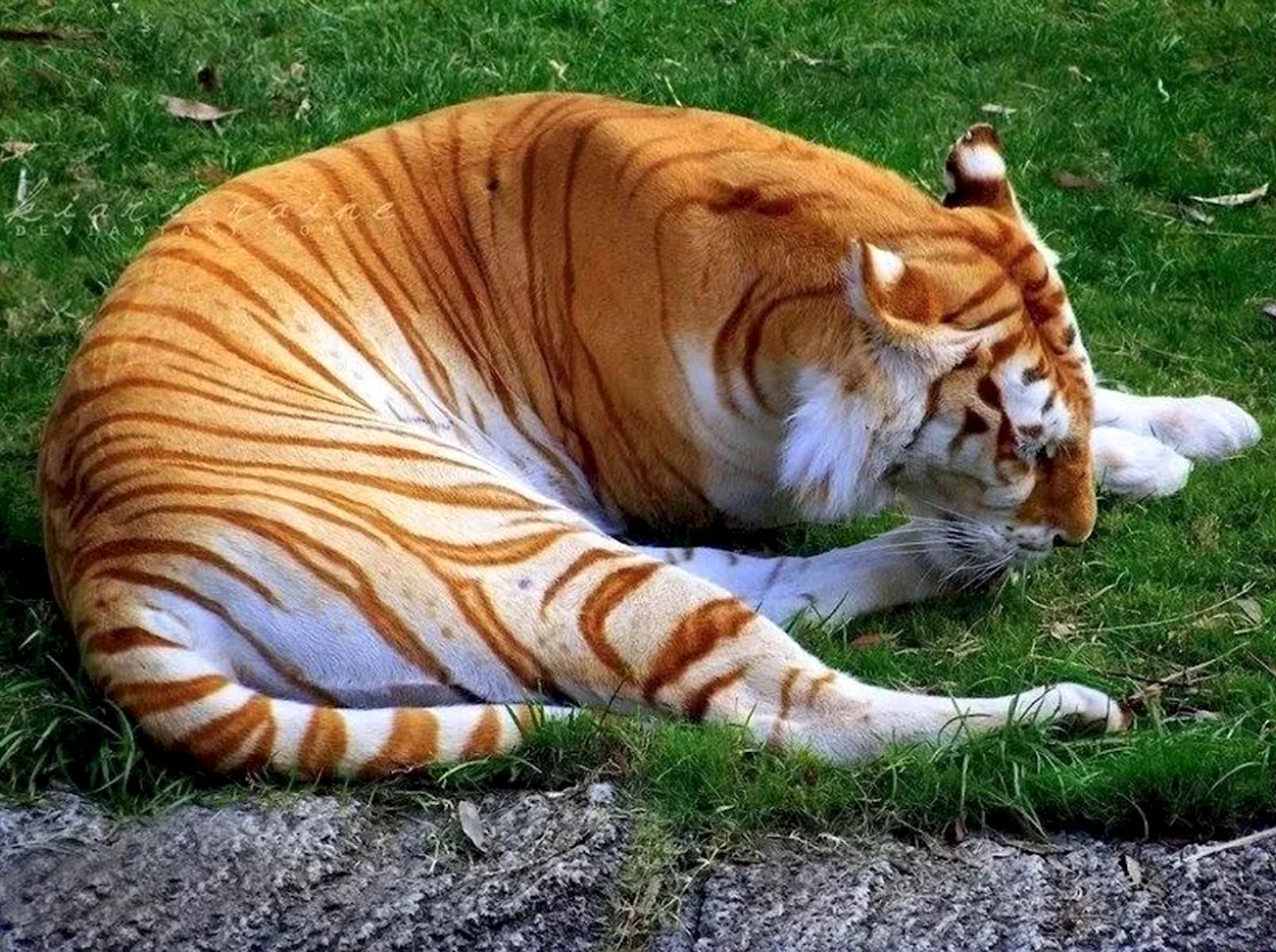 Золотой бенгальский тигр. Красивое животное