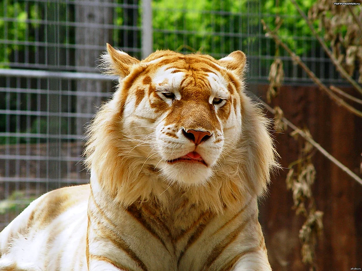 Золотой тигр альбинос. Красивое животное